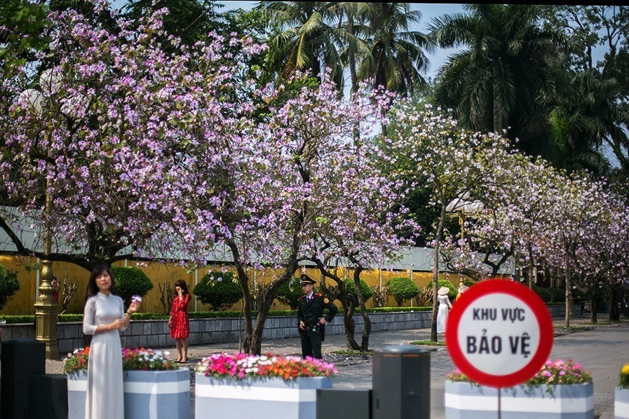 北山街的羊蹄花开出纯洁的紫白色。越通社记者 重达 摄。