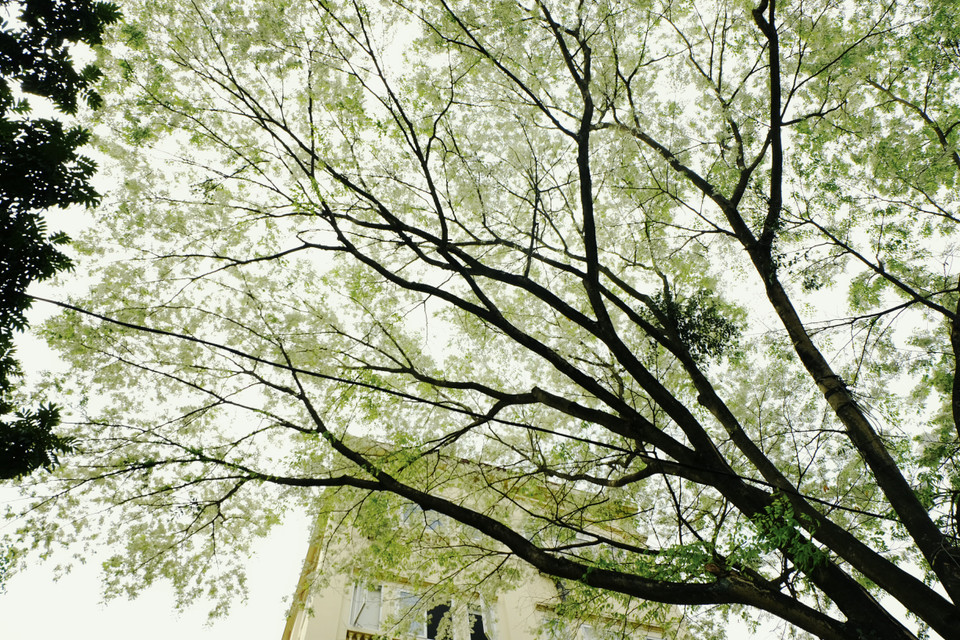 黄檀花像雪一样覆盖着首都河内。越通社记者 祥安 摄。