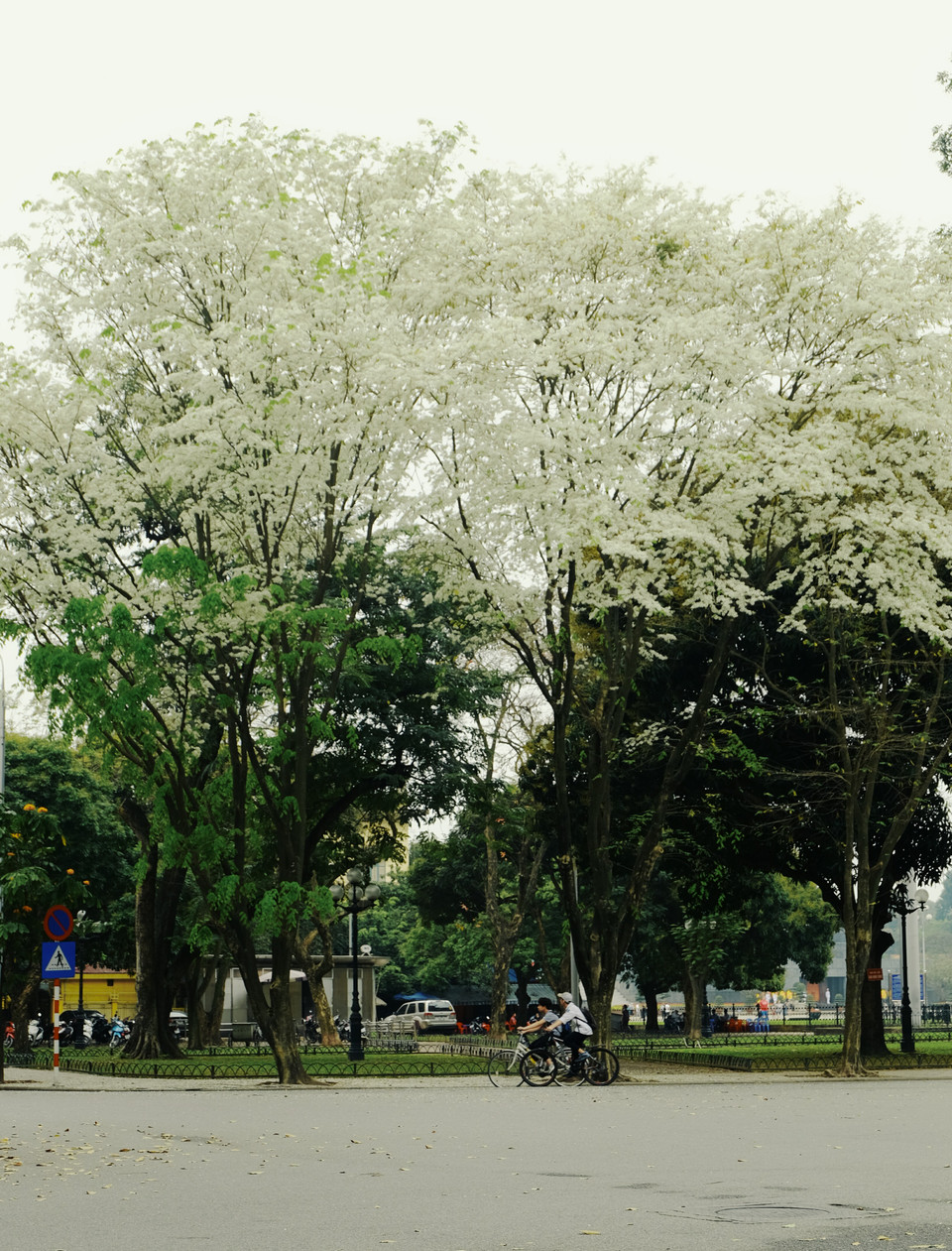 胡志明主席陵旁边的奠边府路上黄檀花开得艳丽。越通社记者 祥安 摄。