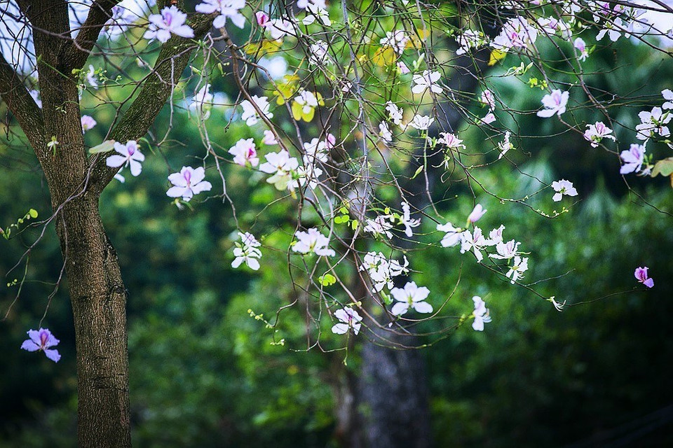 北山街街边纯洁美丽的紫白色羊蹄花。越通社记者 重达 摄。