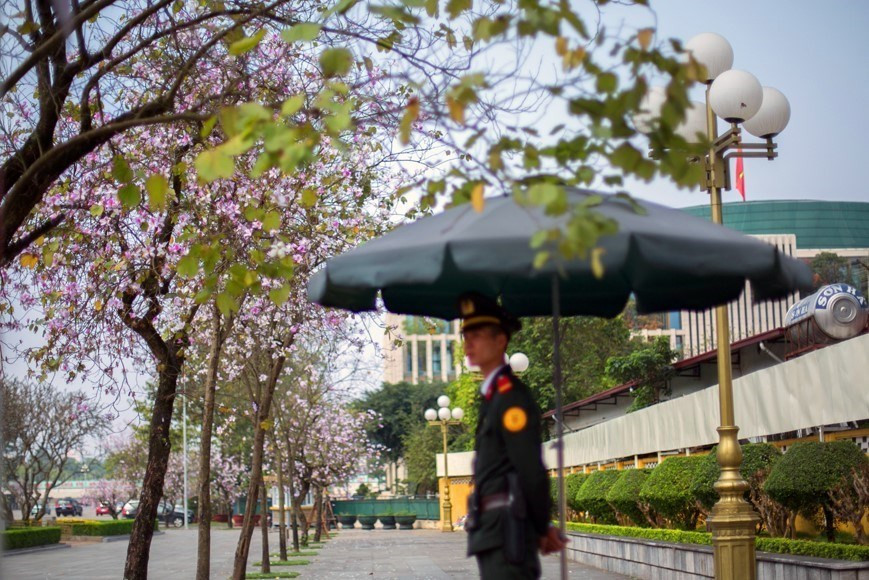 羊蹄花的颜色美丽迷人。越通社记者 重达 摄。
