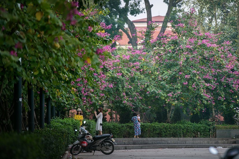奠边府街盛开着紫红色的羊蹄花，吸引诸多游客前来观光。越通社记者 重达 摄。
