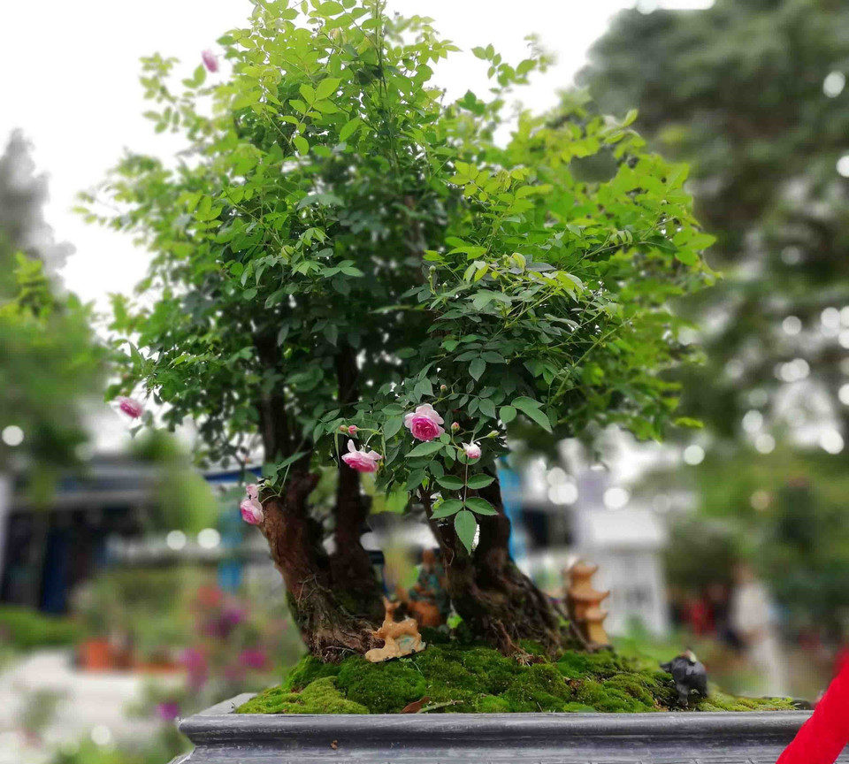 在此次玫瑰节上展示的玫瑰花和树木。越通社记者 青松 摄