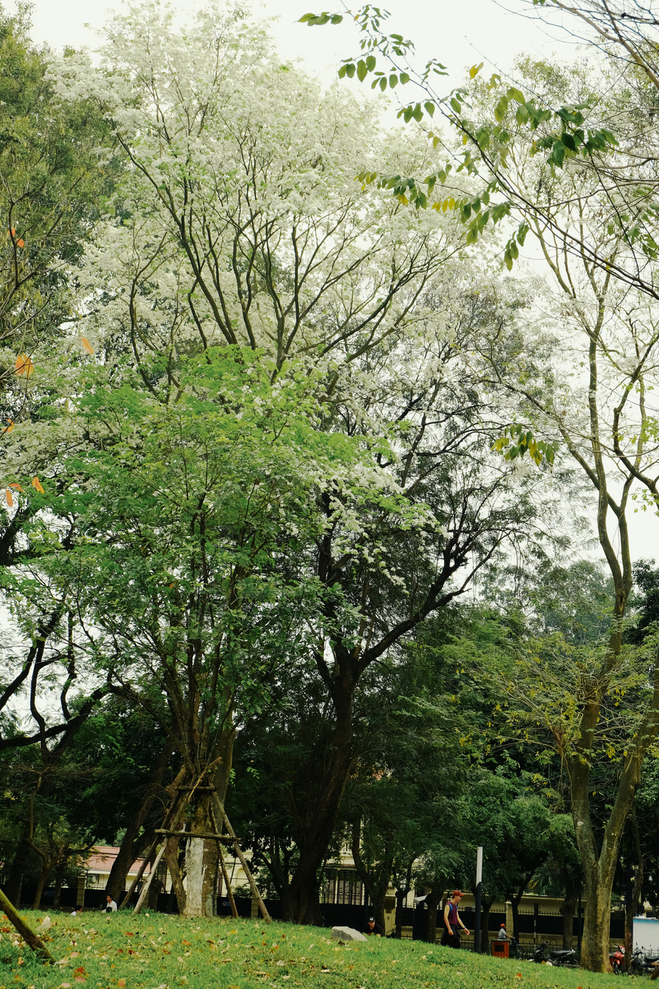 来到列宁公园，游客们将会不知不觉地沉静在黄檀花绚丽色彩的魅力当中。越通社记者 祥安 摄。