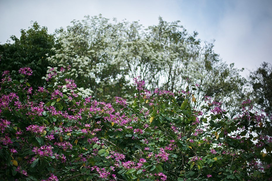 奠边府街的羊蹄花开出美丽的紫红色。越通社记者 重达 摄。