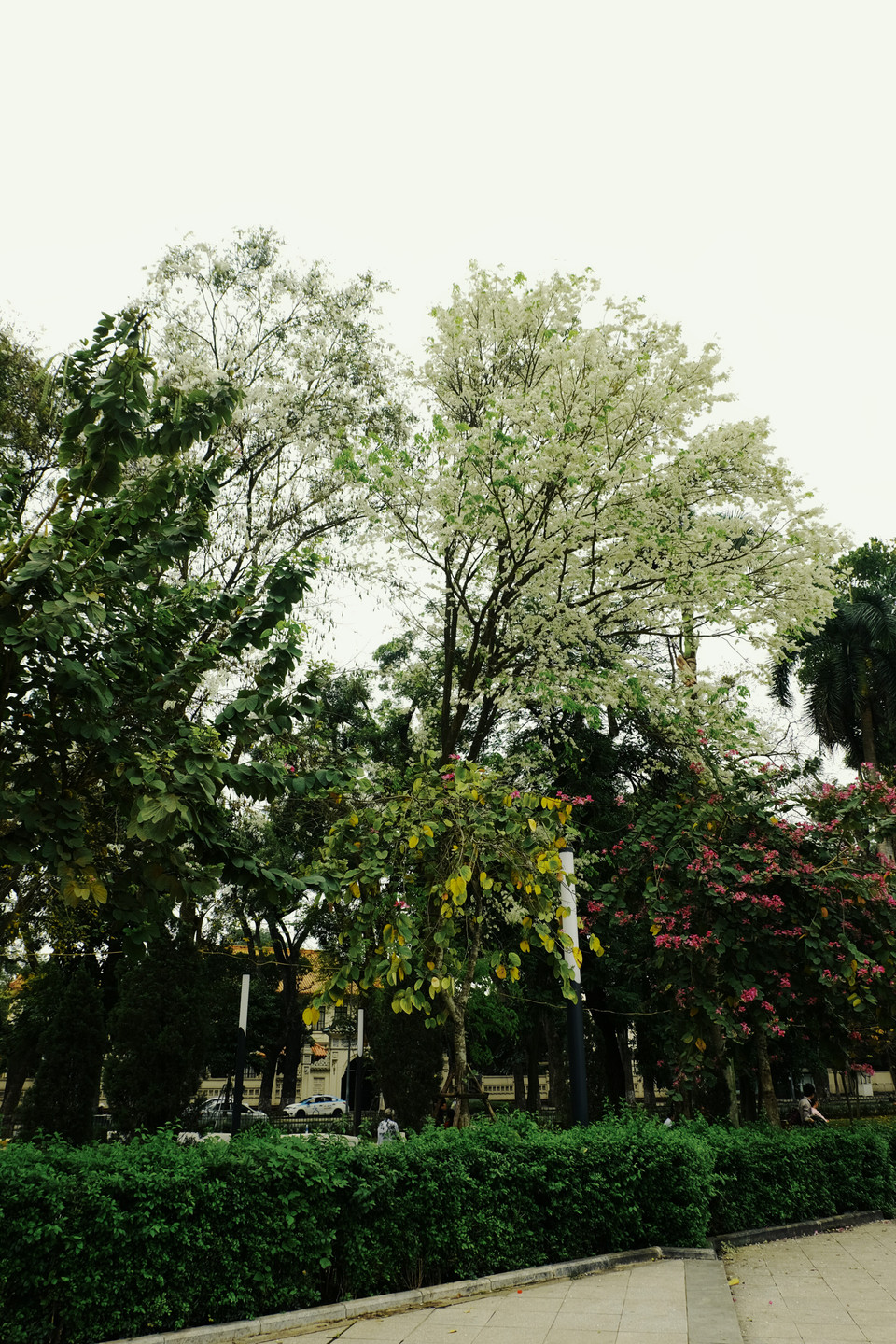 黄檀花的白色加上羊蹄花的紫红色使列宁公园的景色更加迷人。越通社记者 祥安 摄。