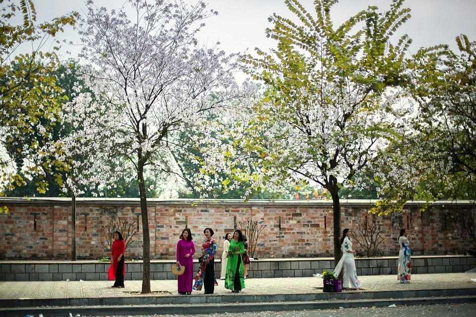 黃耀街盛开着羊蹄花，吸引国内外游客前来观光摄影。越通社记者 重达 摄。