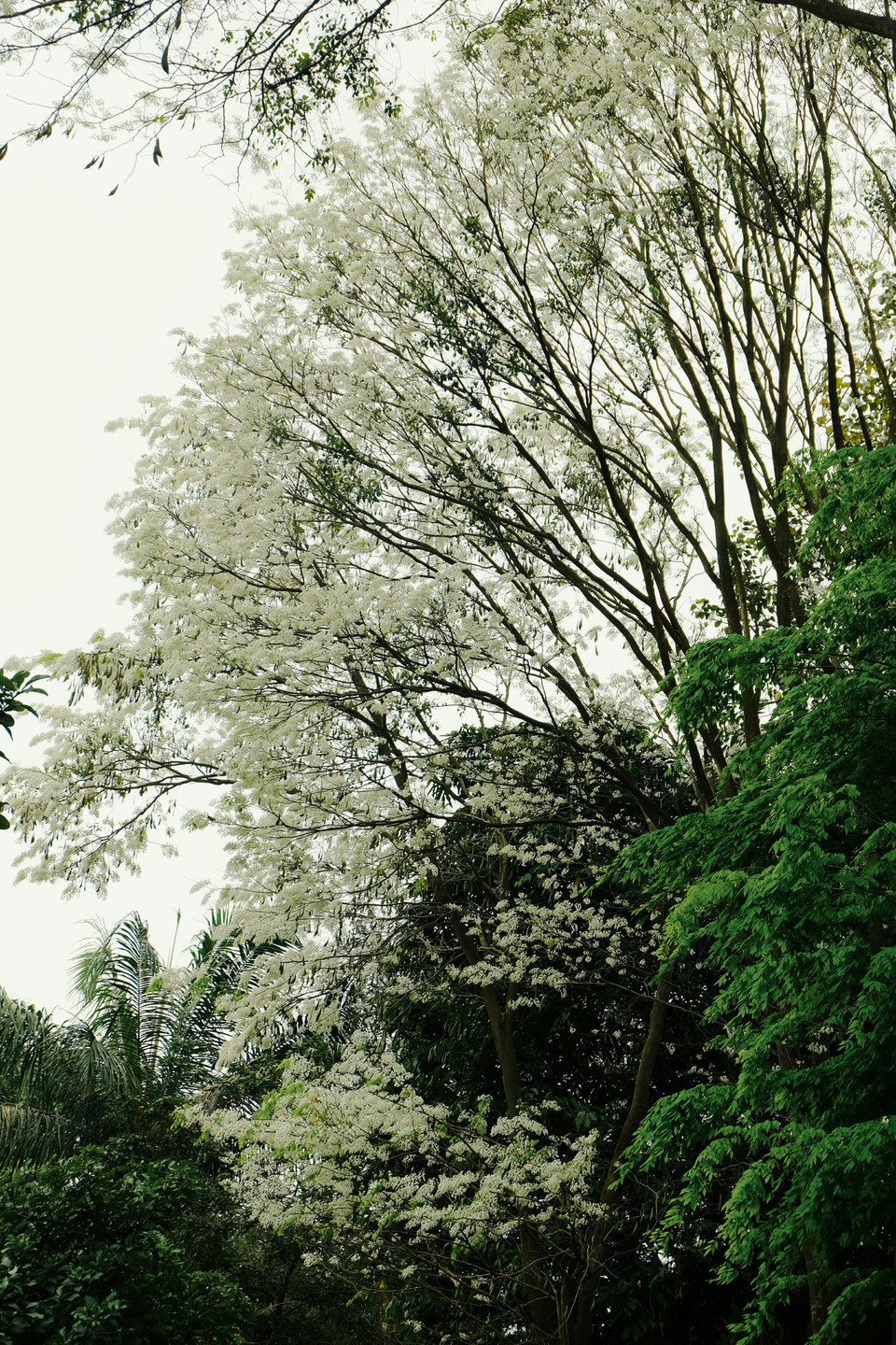 白色的黄檀花像雪一样覆盖着首都河内。越通社记者 祥安 摄。