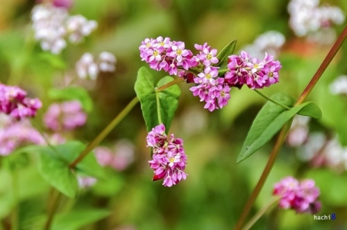 独特魅力的箐门荞麦花赢得摩托车骑行爱好者的喜爱（图片来源：vnexpress.net）