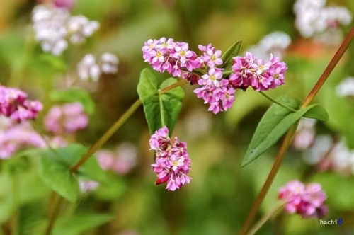 独特魅力的箐门荞麦花赢得摩托车骑行爱好者的喜爱（图片来源：vnexpress.net）