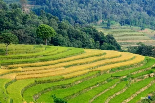 黄色、绿色交叉，构成了山区富有诗意的画图。这里是西北地区稻谷成熟最晚的地方。当其它地区稻谷几乎全成熟的时候，这里的稻谷还是一片绿油油的（图片来源：vnexpress.net）