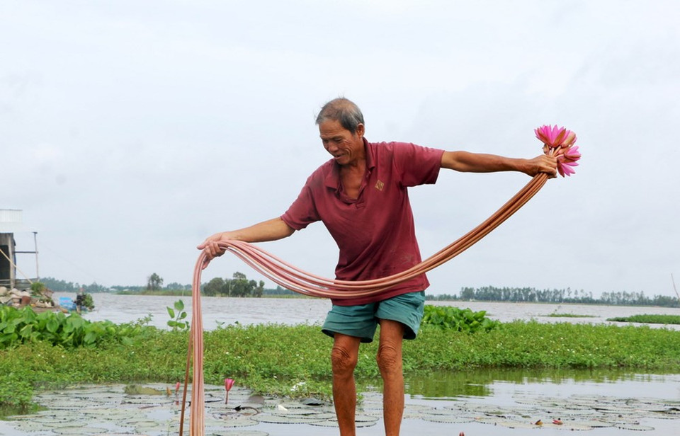 农民们收割白睡莲。越通社记者 长江 摄