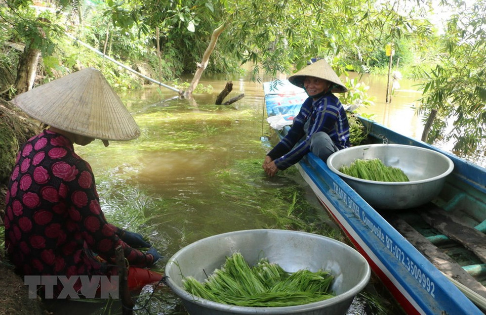 韭菜是隆安省雨汛期的特产，有助于提高当地居民的收入。越通社记者 裴江 摄