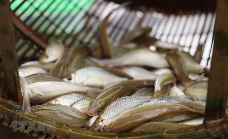 每逢雨汛期，安江省多户家庭靠捕鱼谋生。越通社记者 功冒 摄