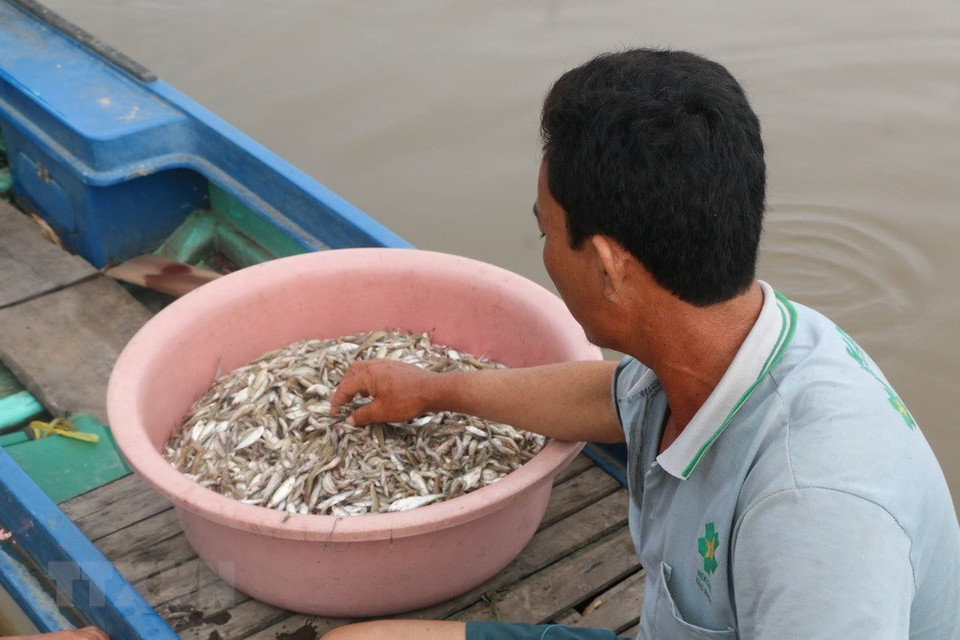当地居民捕捞单吻鱼。越通社记者 裴江 摄