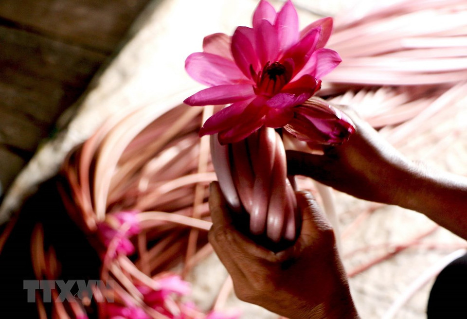 收割白睡莲有助于增加同塔梅县居民的收入。越通社记者 长江 摄