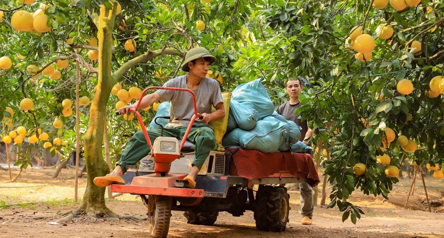 今年的产量比往年高，果实外观也更漂亮，商贩已提前一个月向园主订购柚子。图自Vietnam+