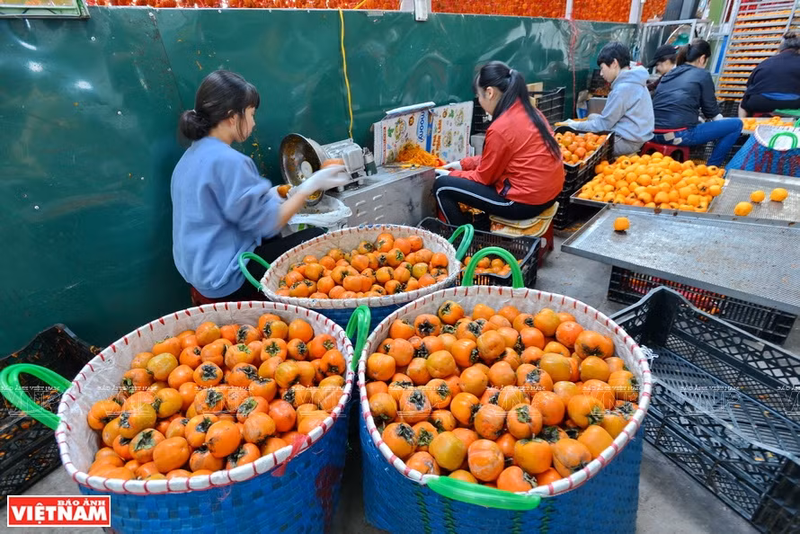 柿子成熟季节一般为7到12月份，但10到11月份是成熟高峰期，每棵出果100到200公斤。《越南画报》记者 清和 摄