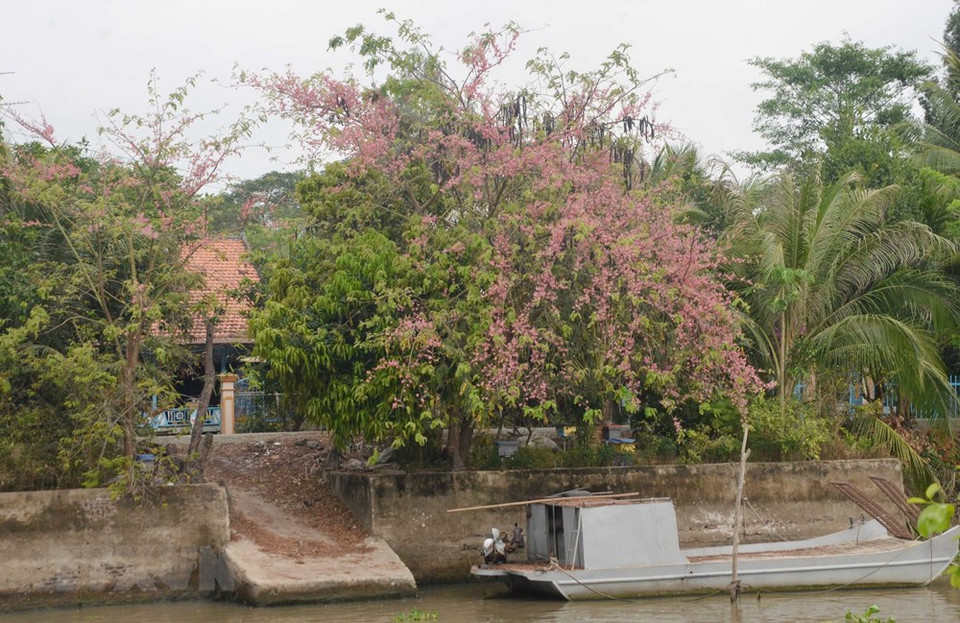 富新县富平乡江边的爪哇决明开满枝头。越通社记者 功貌 摄