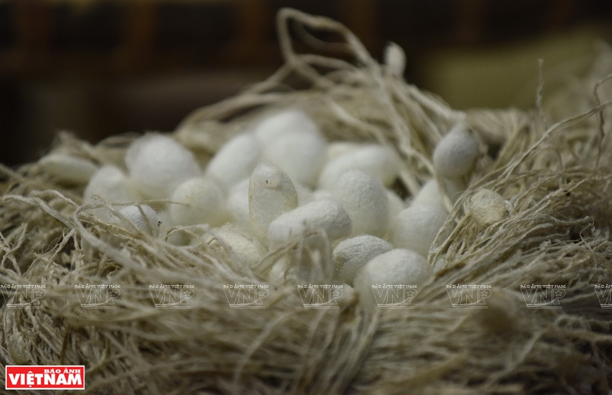 追溯越南丝绸之源，据河内巴为县古都村的传说和古籍记载，大约4000年前的雄王时代，越南人就会种桑养蚕。越通社记者 清和 摄