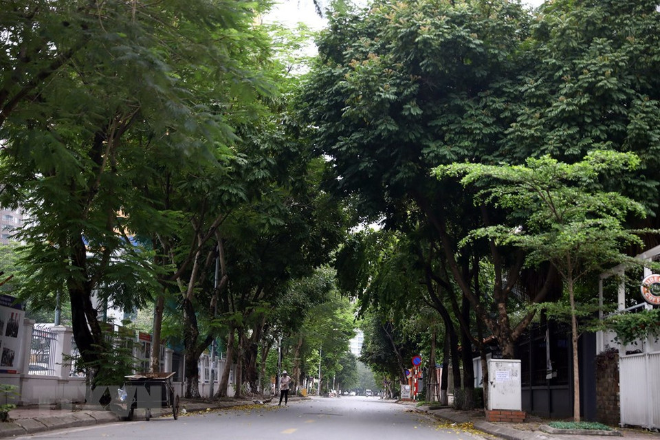 4月1日上午的纸桥郡黄银街。 越通社记者 辉雄 摄