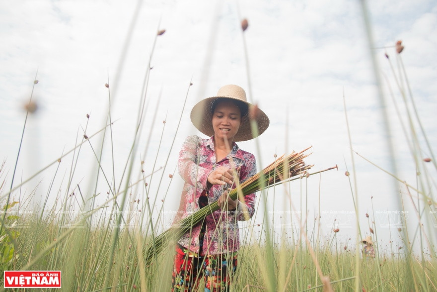 目前，富美乡蒲草田宽达2500多公顷，全年四季可收，最多的是8月到11月汛期。越通社记者 成达 摄
