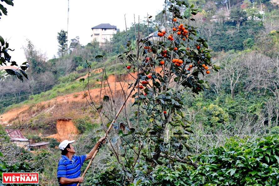 每年10到11月份是柿子成熟高峰期，也是制作风干柿子之时。《越南画报》记者 清和 摄