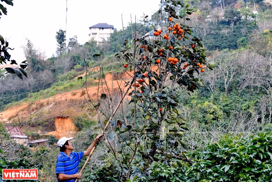 每年10到11月份是柿子成熟高峰期，也是制作风干柿子之时。《越南画报》记者 清和 摄