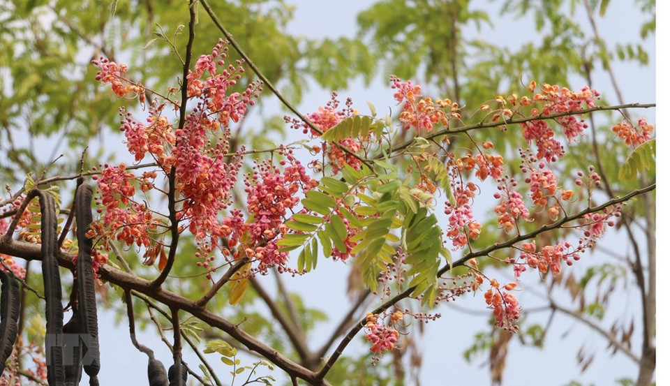 爪哇决明沿枝条密生成簇，花姿轻柔美观。越通社记者 功貌 摄