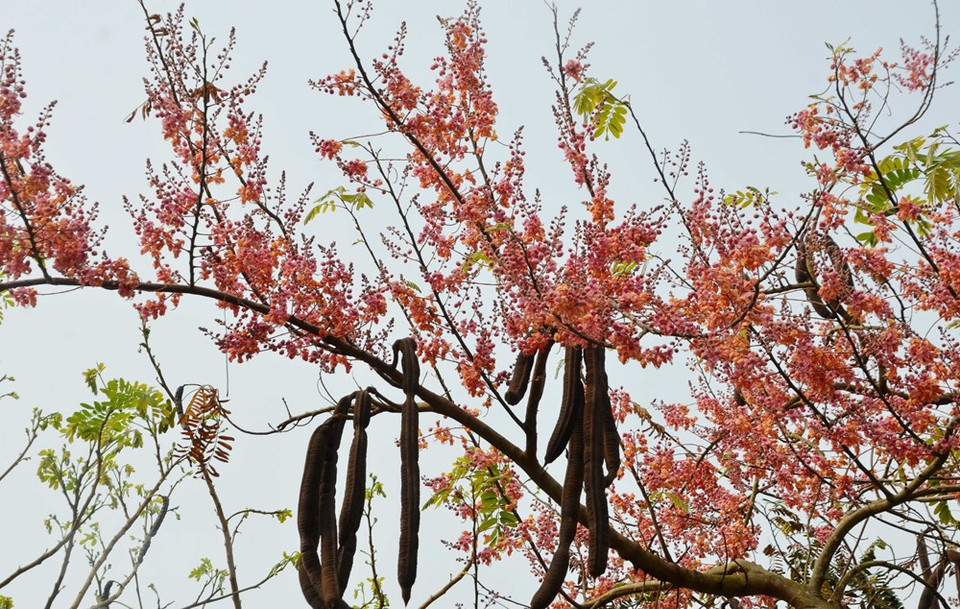 花开满满的爪哇决明构成了一道特有风趣的画面。越通社记者 功貌 摄