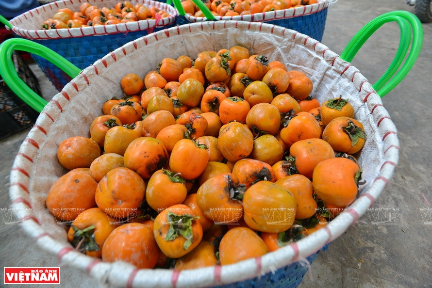 过去，柿子主要与其他植物间作或作为观赏树。后来，大叻人发现这种树容易生长，果实又好吃便广泛种植，主要收获新鲜果子或做果酱。《越南画报》记者 清和 摄