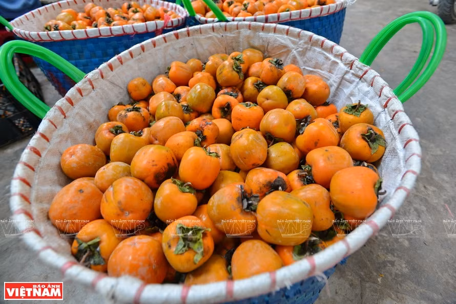 过去，柿子主要与其他植物间作或作为观赏树。后来，大叻人发现这种树容易生长，果实又好吃便广泛种植，主要收获新鲜果子或做果酱。《越南画报》记者 清和 摄