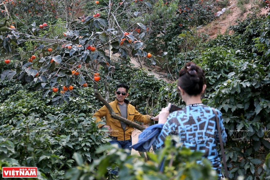 如今，如果10到11月分来到大叻，游客可参观果实累累的柿子园，亲眼目睹制作风干柿子过程并购买这种特产作为礼物。《越南画报》记者 陈清江 摄