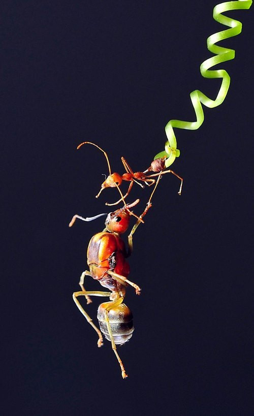 摄影家杨文儿的作品《大与小》在画意彩色组对比主题项目获得银奖。杨文儿 摄