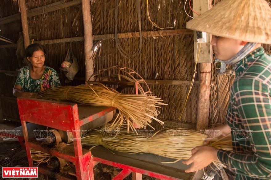 编织各种物品之前，工匠们先用压延机将干蒲草压扁。越通社记者 成达 摄