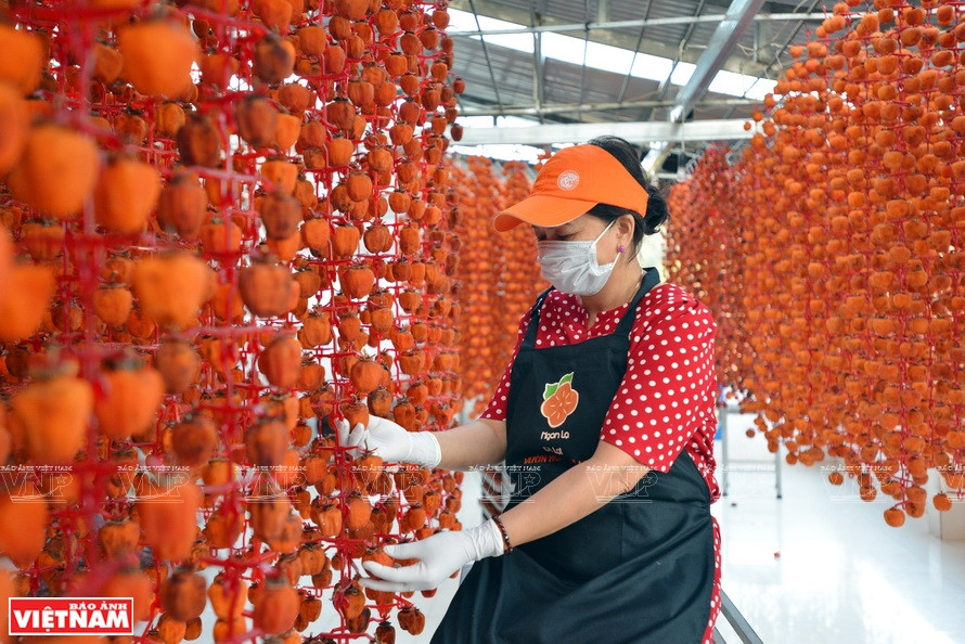 将柿子用绳子悬挂，利用自然风吹干，约20至25天可收获，一般6公斤鲜果能制成1公斤干果。《越南画报》记者 陈清江 摄