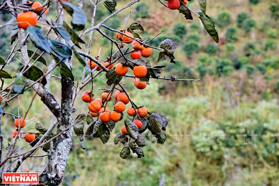 大叻柿子圆形，成熟后呈橘红色，酥脆，味道甜美。《越南画报》记者 清和 摄