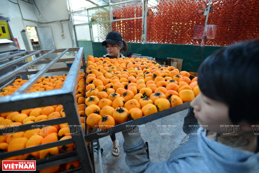 为了将风干柿子变成特产，大叻已建立许多柿子专种区和加工区，如宅梅区、含羞草山岭区、春长乡和丹阳县迪冉镇等。《越南画报》记者 陈清江 摄