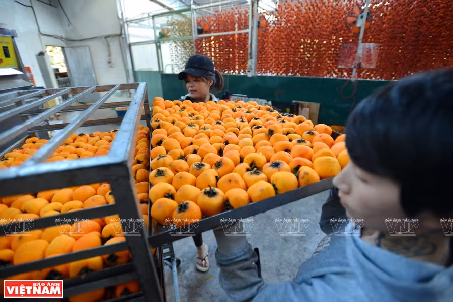 为了将风干柿子变成特产，大叻已建立许多柿子专种区和加工区，如宅梅区、含羞草山岭区、春长乡和丹阳县迪冉镇等。《越南画报》记者 陈清江 摄
