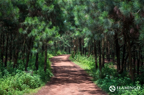 （图片来源：flamingodailai.com）