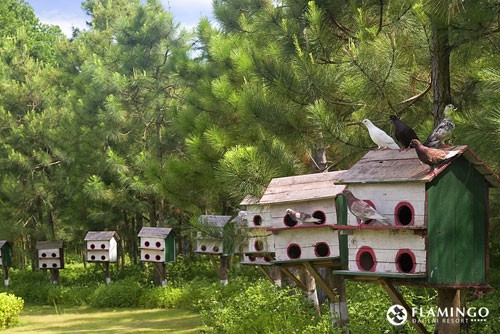 （图片来源：flamingodailai.com）