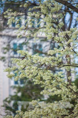 （图片来源：越通社）