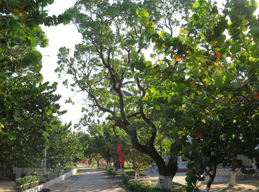 长沙群岛生存岛上的绿色树木给岛上军民提供乘凉之地，缓解夏日的炎热天气。图自越通社