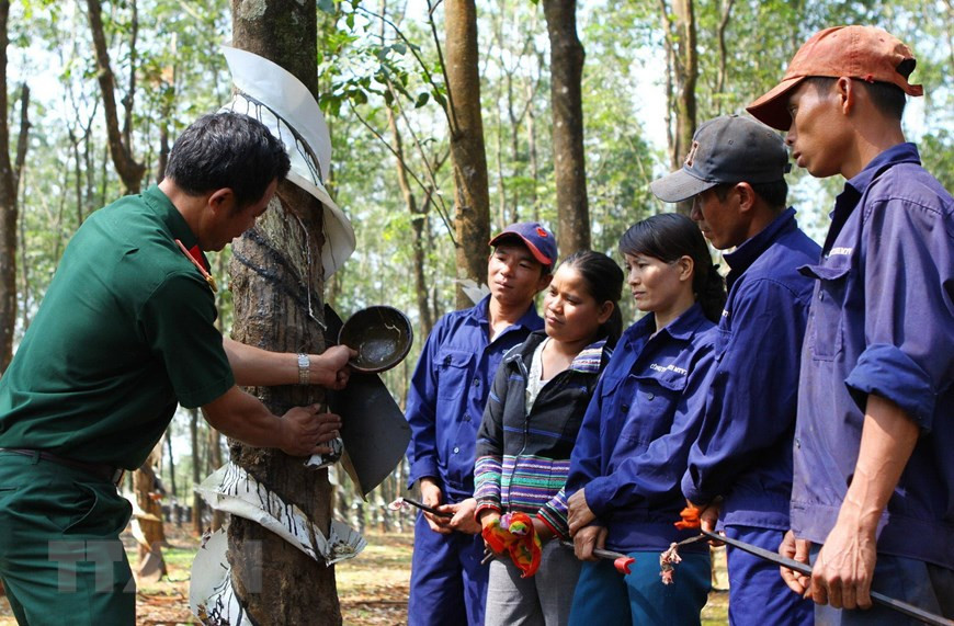 15号兵团下属74号公司为嘉莱省1500名少数民族提供稳定的工作岗位。（图自越通社）