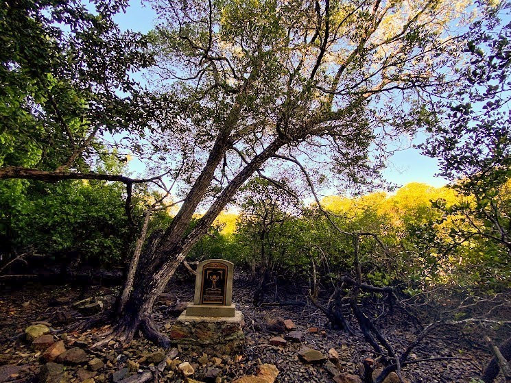 昆岛国家公园越南遗产树--红榄李。图自越通社