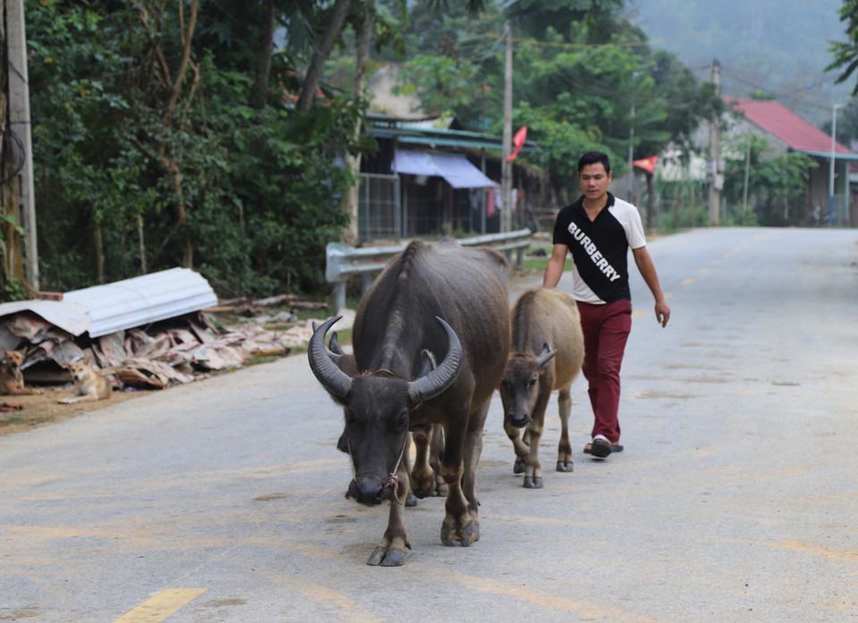 俄都族把家畜赶到放牧地。图自 越通社