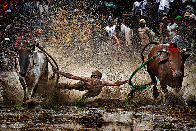 作品：赛牛。作者：John Hantoro Pudjoko。国家：印度尼西亚