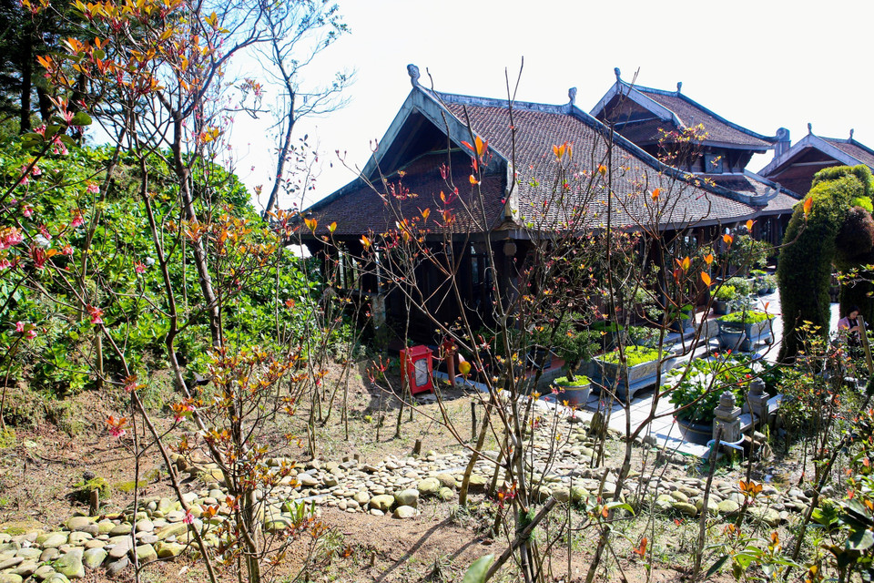 2022虎年新春，巴拿山顶上的钟桃花盛开。图自越通社