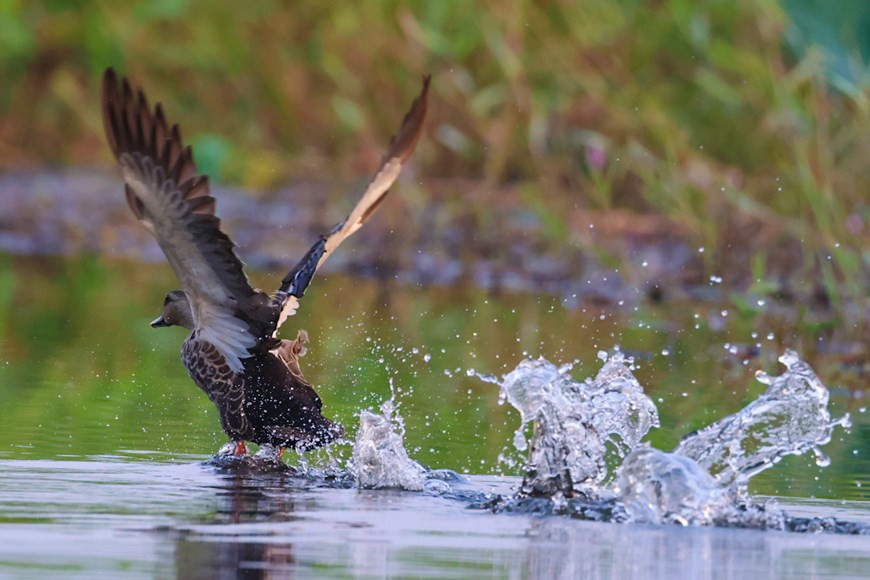 最常见的类型是钳嘴鹳、蛇鹈、紫水鸡、印度野鸡，俄罗斯灰头麦鸡、白鹳、黑冠麻鷺，火鹭、蛇鹫等。越通社记者 海安 摄
