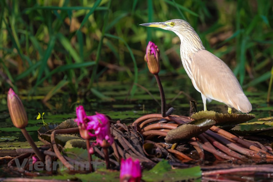 最常见的类型是钳嘴鹳、蛇鹈、紫水鸡、印度野鸡，俄罗斯灰头麦鸡、白鹳、黑冠麻鷺，火鹭、蛇鹫等。越通社记者 海安 摄